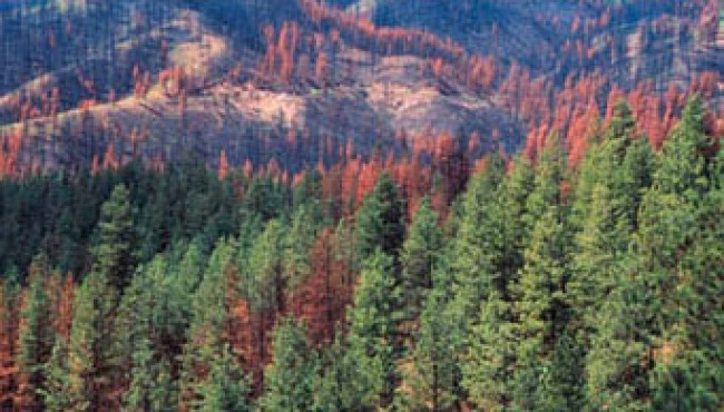 Good Neighbor agreement allows state to improve federal forestlands ...