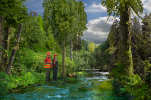 Online resource provides carbon blueprint for state’s working forests