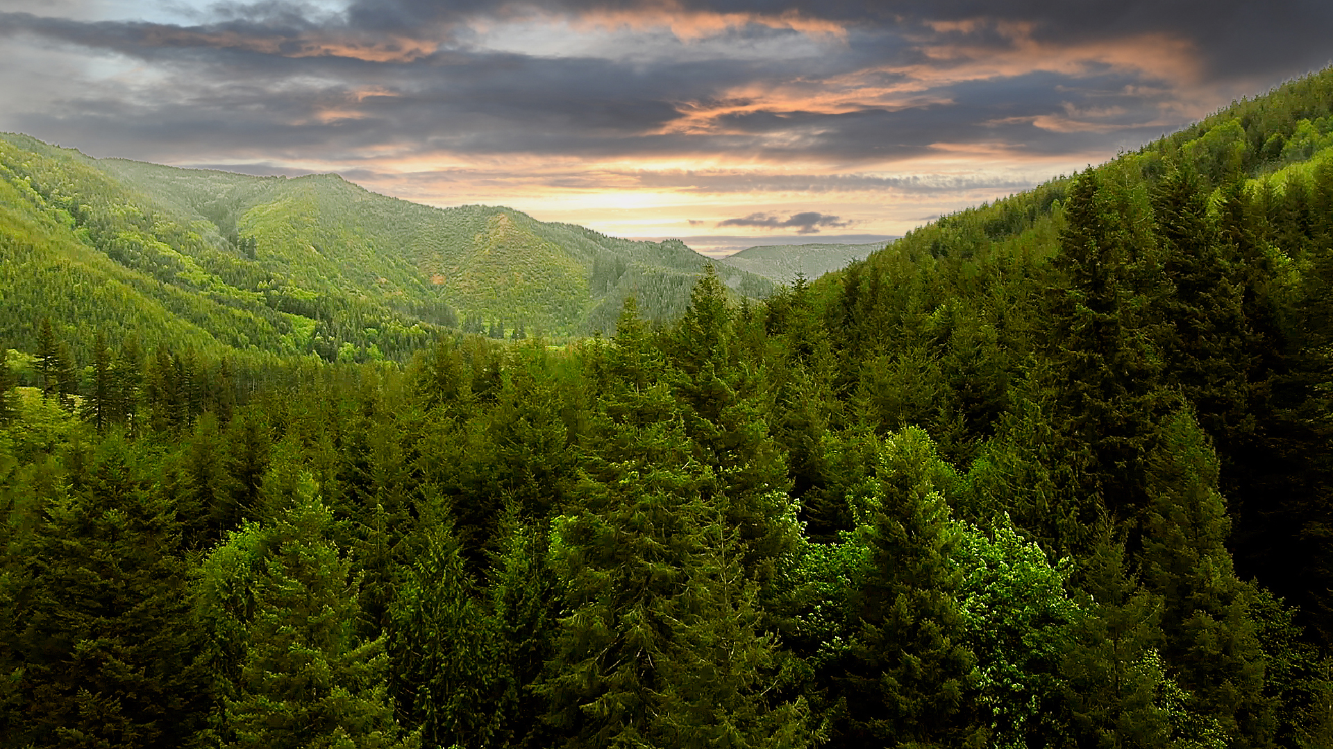 The Future of Washington’s Forests
