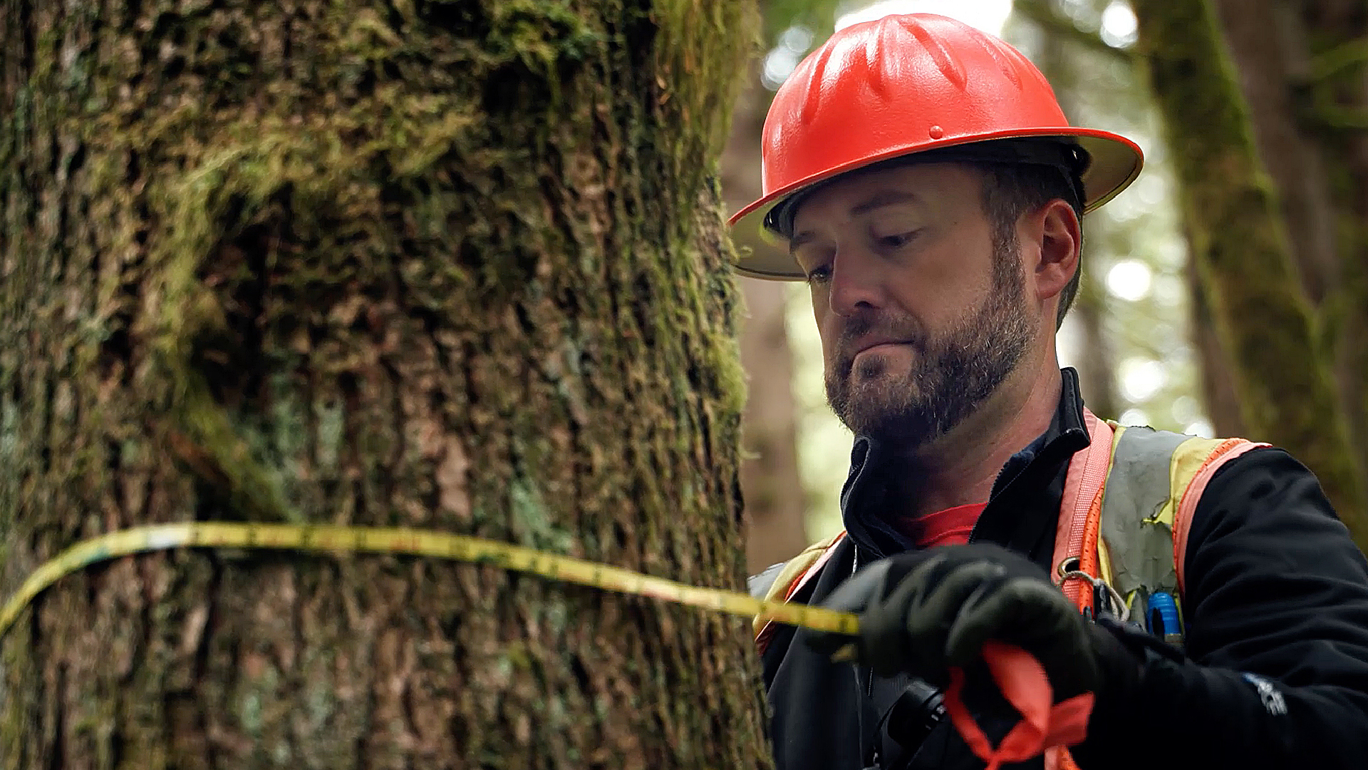 The Future of Washington’s Forests