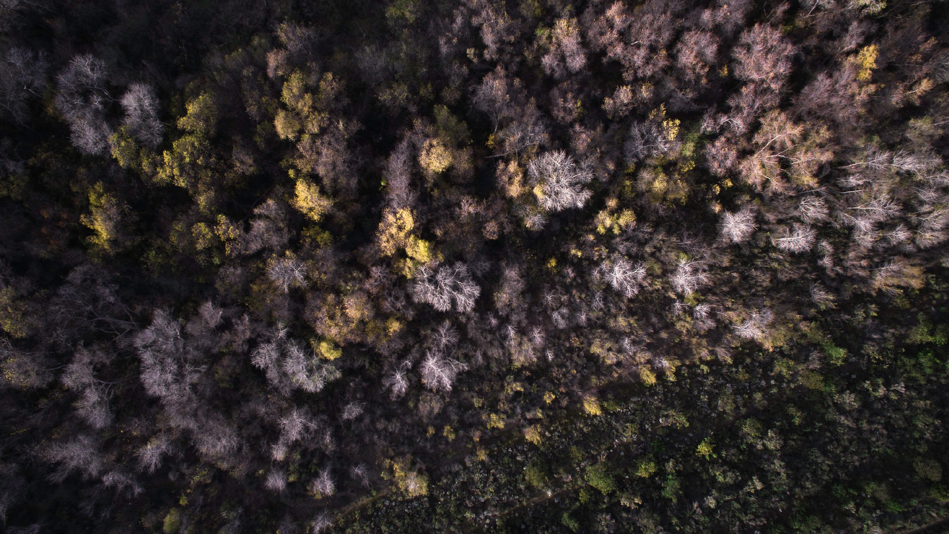 The Future of Washington’s Forests